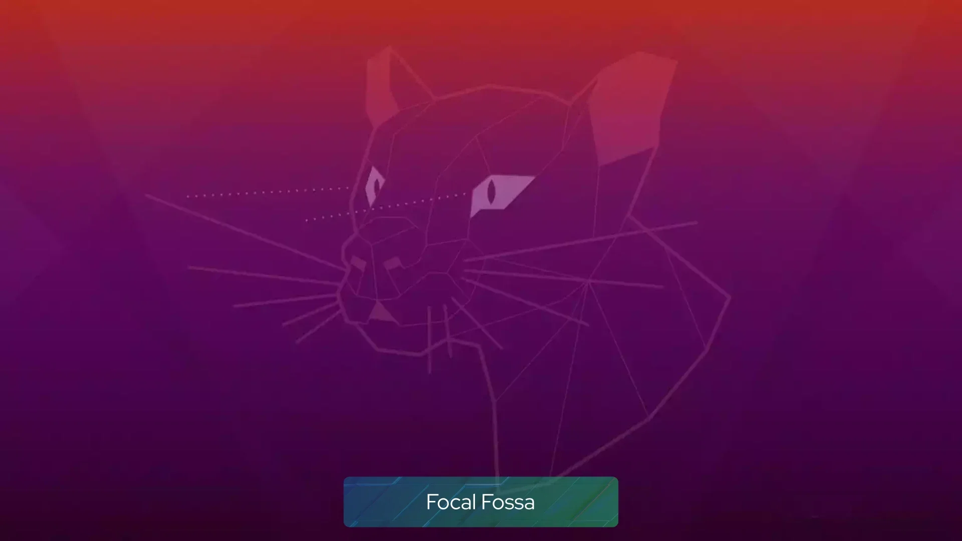 focal_fossa focal_fossa